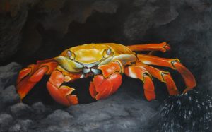 Grapsus-grapsus - 2016 - 73x116cm